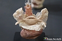 VBS_2561 - Apparato riproduttivo femminile - Mostra Body Worlds